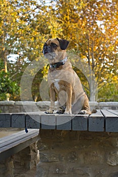 Puggle on table photo