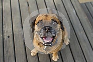 Puggle on table