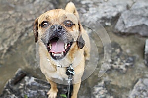 Puggle at the waterfall photo