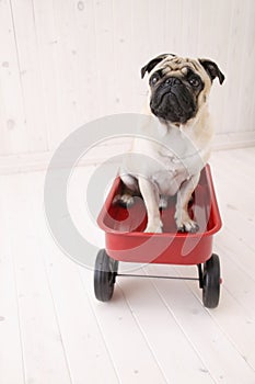 Puggy dog in car toy