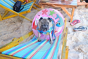 Puggy with a rubber ring to the sea. Sit on a sand beach chair