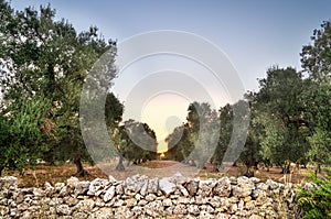 Puglia, Italy, Olive trees photo