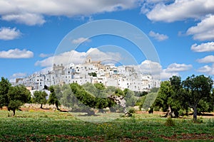 Puglia white city Ostuni with olive trees photo