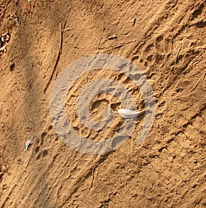 Pugmark - Footprints of Indian Bengal Tiger on Dirt Road