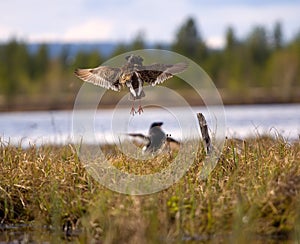 Pugnacious handsome 7. Ruffs fight in swamp.