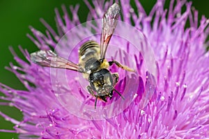 Pugnacious Leafcutter Bee - Megachile pugnata