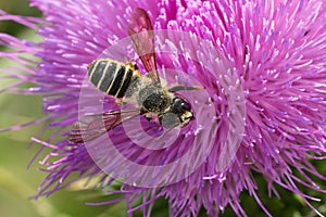 Pugnacious Leafcutter Bee - Megachile pugnata