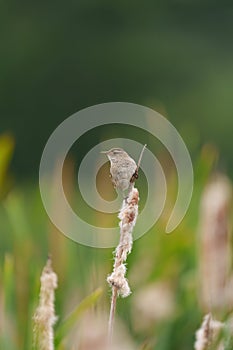 Marsh Wren resting in marsh