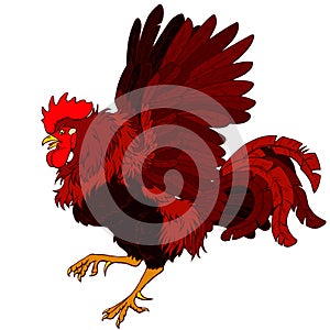 Pugnacius red black rooster on white