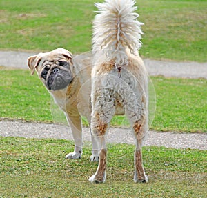 Pugrador pedigree crossbreed dog photo