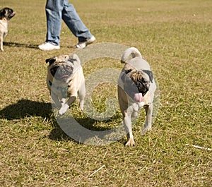 Pugs Running