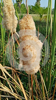 Pui Noon tree, cattail tree in Thailand