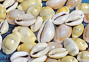 Puka Shells