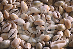 Puka shells