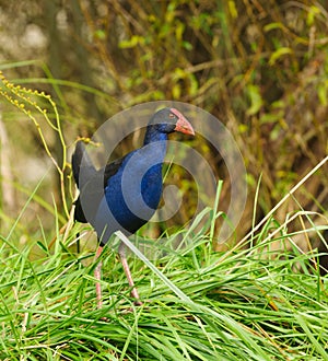 Pukeko