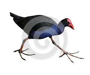 The Pukeko