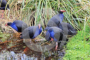 Pukeko - Australasian swamphen