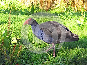 Pukeko bird