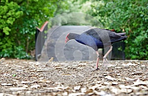 Pukeko Bird in New Zealand. New Zealand`s unique bird-life.