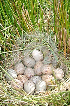 Pukeko eggs