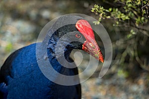 Pukeko Face