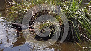 Pukeko Hatchlings and Parents Slow Motion