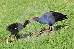 Pukeko - New Zealand Native Birds