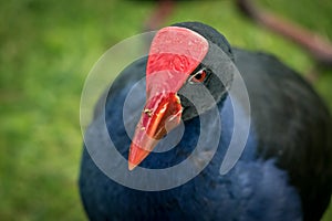 Pukeko NZ