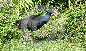 Pukeko - NZ Swamp Hen