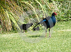 Pukeko - NZ Swamp Hen, with young