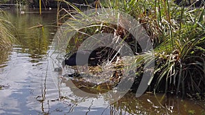 Pukeko pulling weeds out of water to build nest