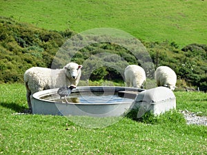 Pukeko and sheep drinking from a well