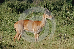 Puku antelope