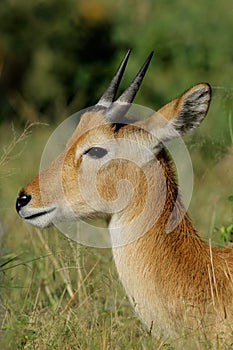 Puku antelope