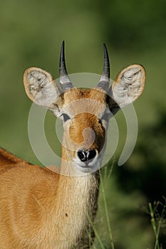 Puku antelope