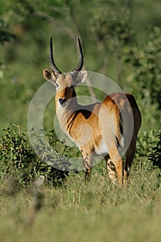 Puku antelope