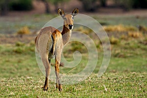 Puku antelope winking