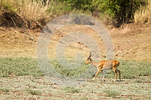 Puku gazelle