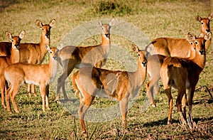 Puku herd