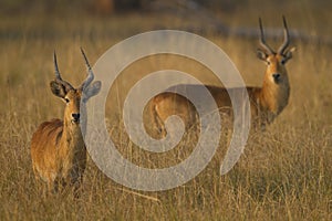 Puku males (Kobus vardonii) photo