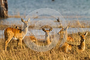 Puku (Kobus vardonii) herd photo