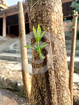Pulai or Pule is the name of a tree with the botanical name Alstonia scholaris. photo