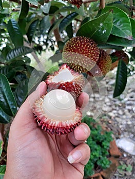 pulasan fruit or scientific name Nephelium Mutabile Blume is often called wild rambutan by the locals. Grows in the tropics.