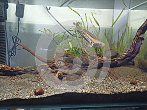 pulchra blue channa fish in a small aquarium tank