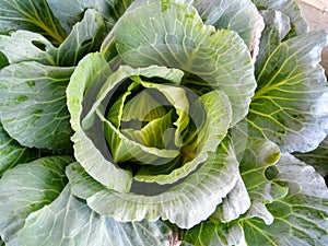 Pule longlived cabbage