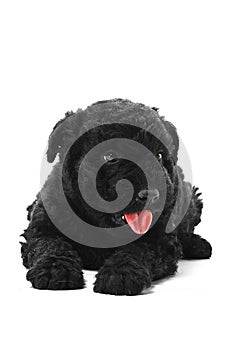 Puli Dog