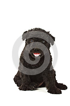 Puli Dog