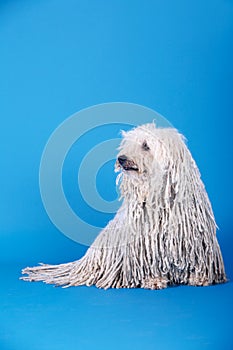 Puli dog