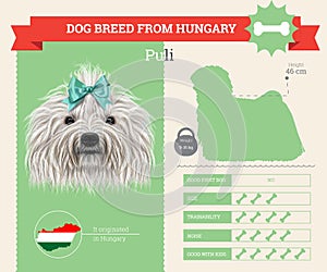 Puli dog breed infographics