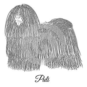 Puli dog cartoon outline. Vector coloring